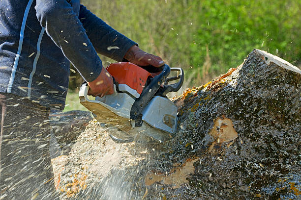 Best Storm Damage Tree Cleanup  in Aloha, OR